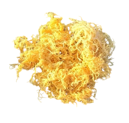 Raw Organic St. Lucia Sea Moss - Eucheuma Cottonii - PREVAILING HERBS LLC