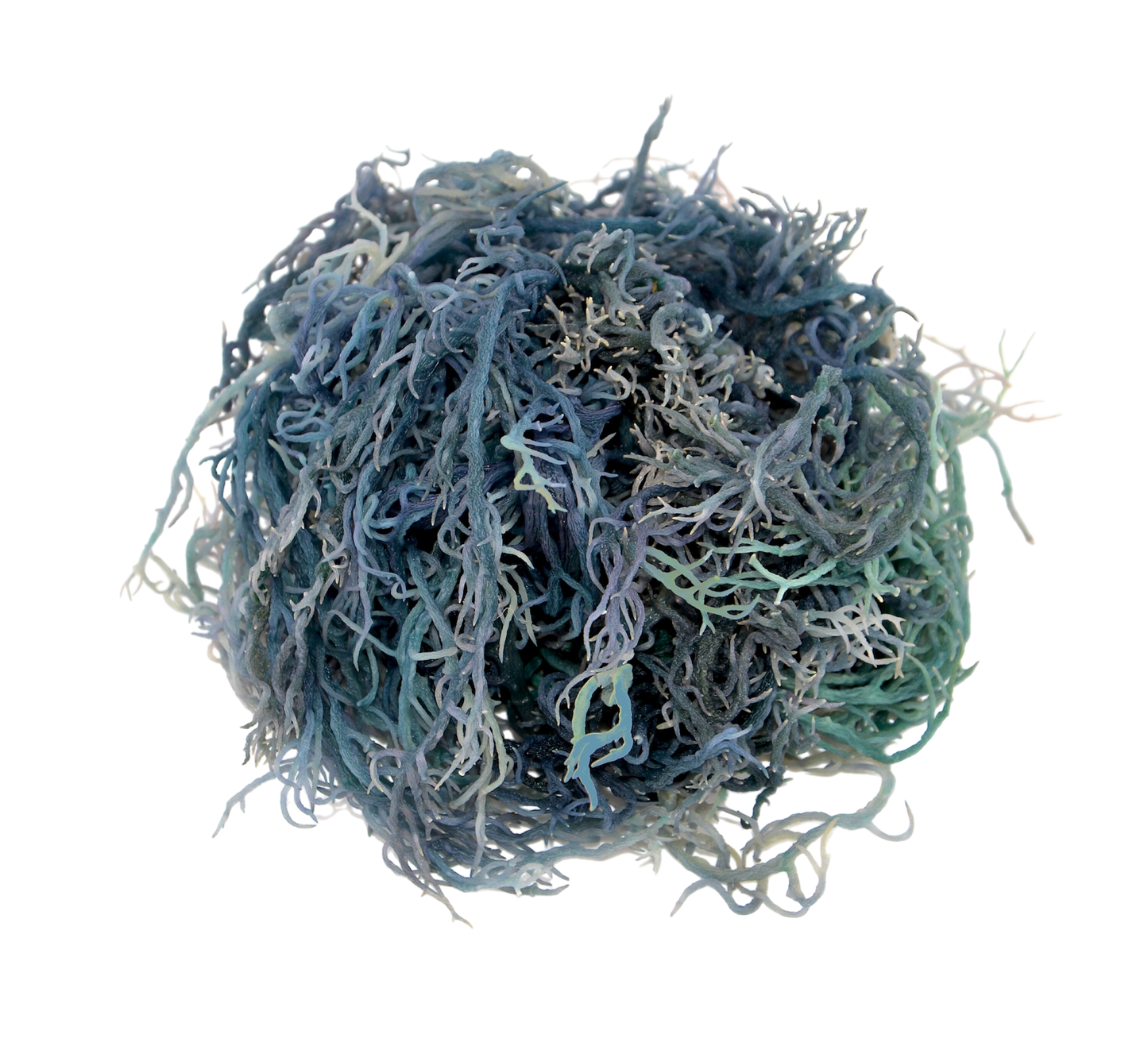 Raw Organic St. Lucia Sea Moss - Eucheuma Cottonii - PREVAILING HERBS LLC