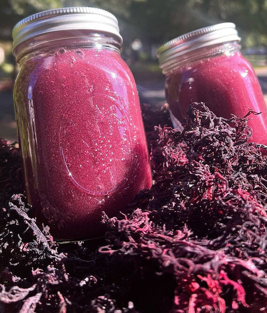 Organic St. Lucia Sea Moss Gel Eucheuma Cottonii - PREVAILING HERBS LLC