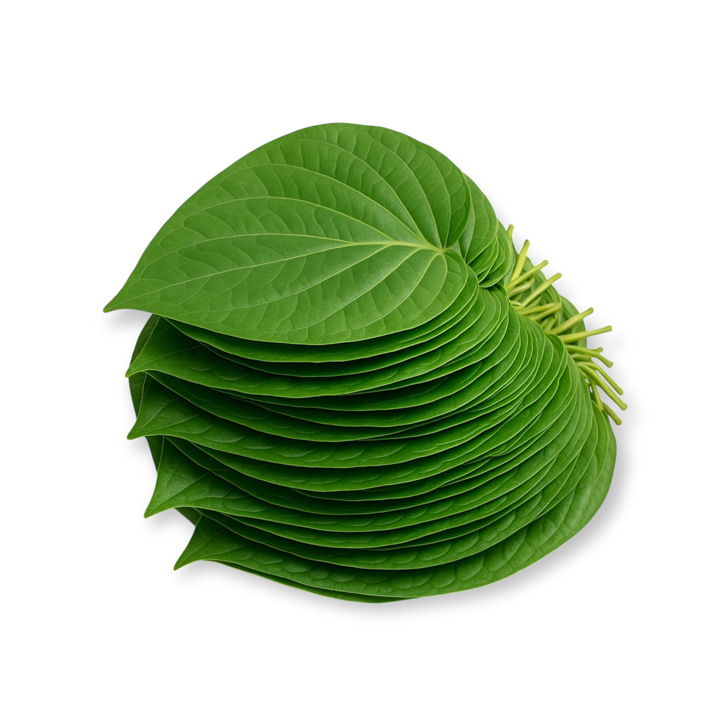 Betal Leaves - PREVAILING HERBS LLC
