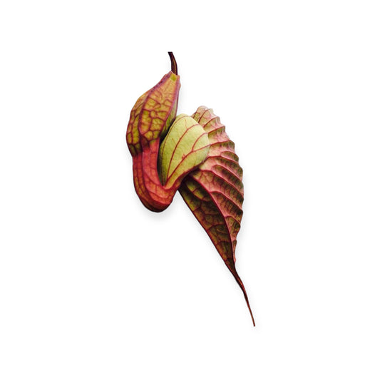 Duck Flower Detox – 100% Wildcrafted | Deep Full-Body Cleanse - PREVAILING HERBS