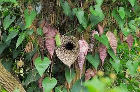 Honduran Duck Flower Detox