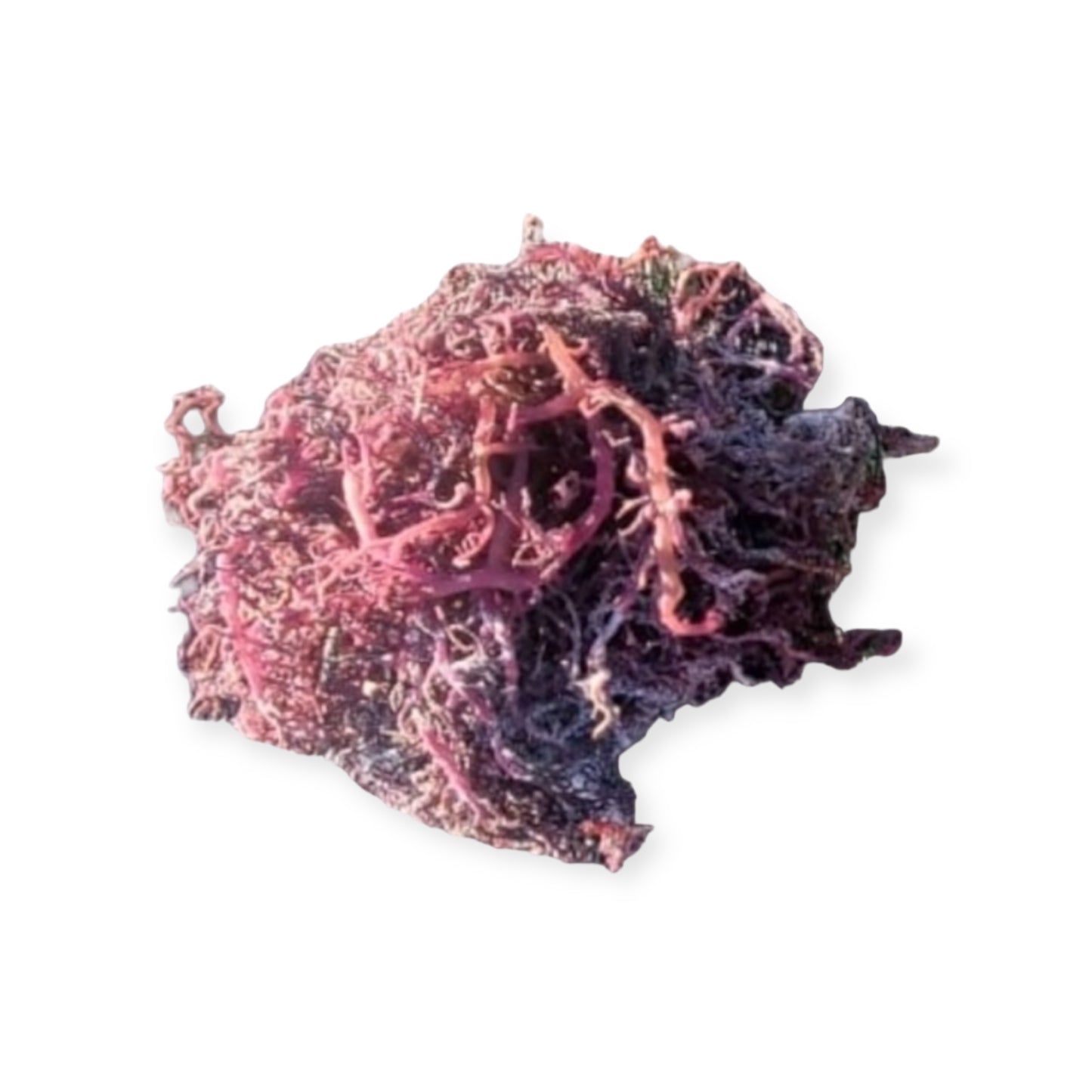 Organic Purple St. Lucia Sea Moss - Eucheuma Cottonii