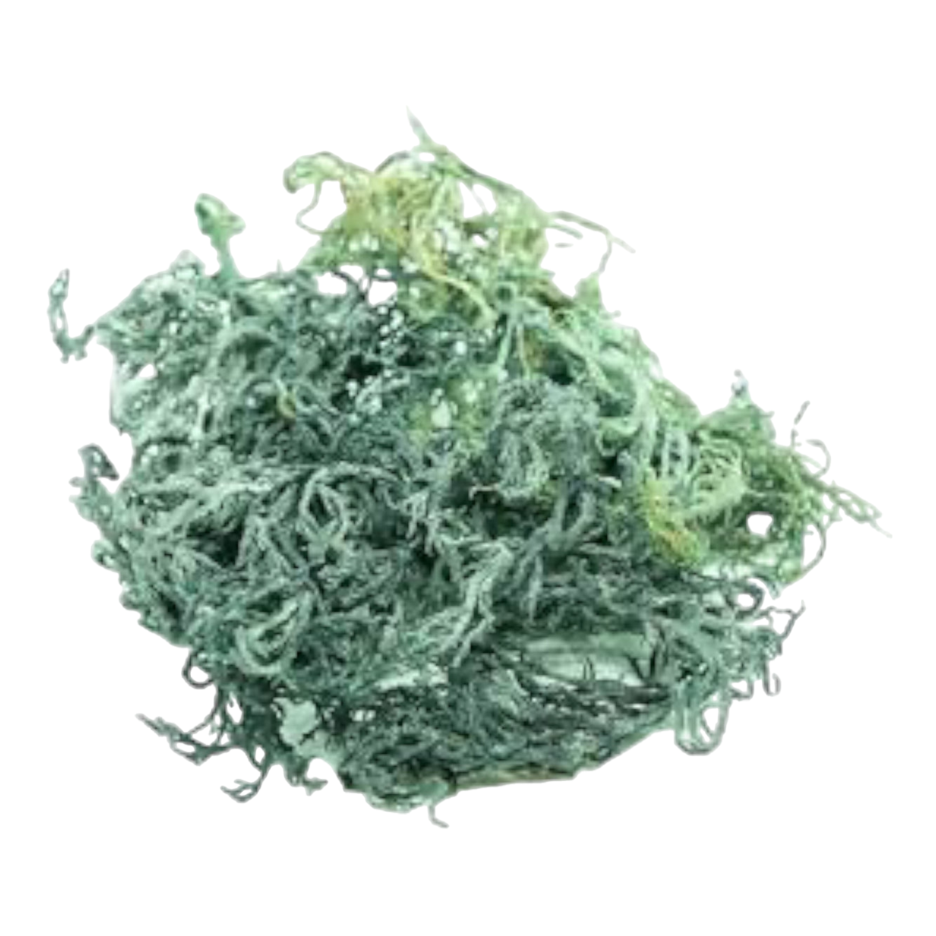 Organic Green St. Lucia Sea Moss - Premium Natural Superfood - PREVAILING HERBS LLC