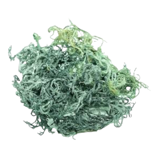 Organic Green St. Lucia Sea Moss - Premium Natural Superfood - PREVAILING HERBS LLC